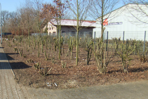 Baum- und Gehölzschnitt